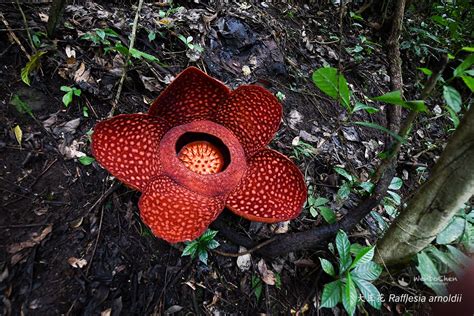 Elle Fox On Twitter Rt Wenbo We Know The World S Largest Flower