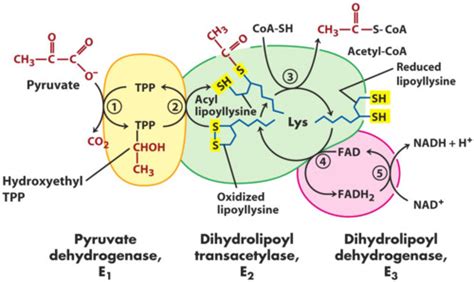 Mcat Biochemistry Chapter Carbohydrate Metabolism Ii Kaplan