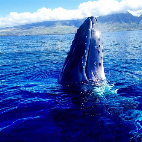 Join us and check out the majestic humpback whales of Maui.