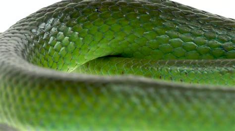 Rhinoceros Ratsnake or Rhynchophis Boulengeri. Also Known As Rhinoceros ...