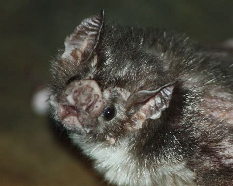 Vampire Bat Death in the United States | Rabies and Treatment | Live Science