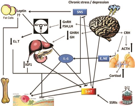 Hormones Gr