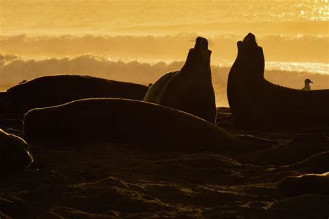 Elephant Seal Silhouette Photograph by Robert Goodell - Fine Art America