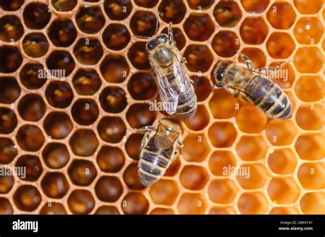 Bee Colony Hi Res Stock Photography And Images Alamy