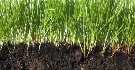 Why And How To Use Soil Amendments