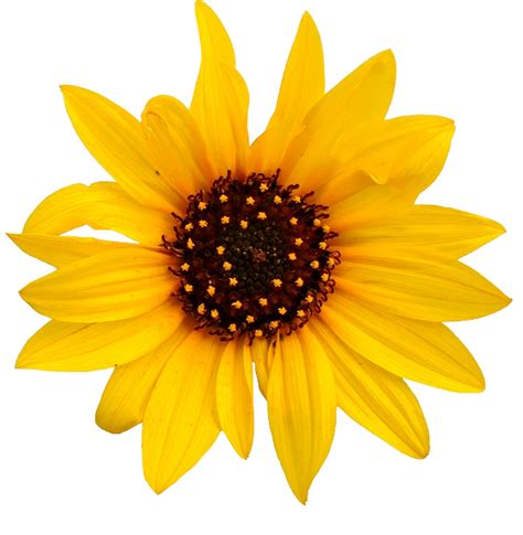 Download Free Sunflower Transparent ICON favicon | FreePNGImg