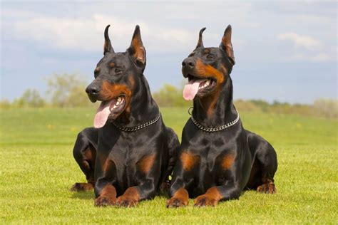 Doberman Growth & Weight Chart (Complete Guide)