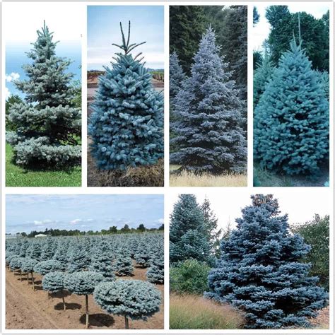 Blue Spruce Seeds For Planting Picea Pungens Glauca Plantly