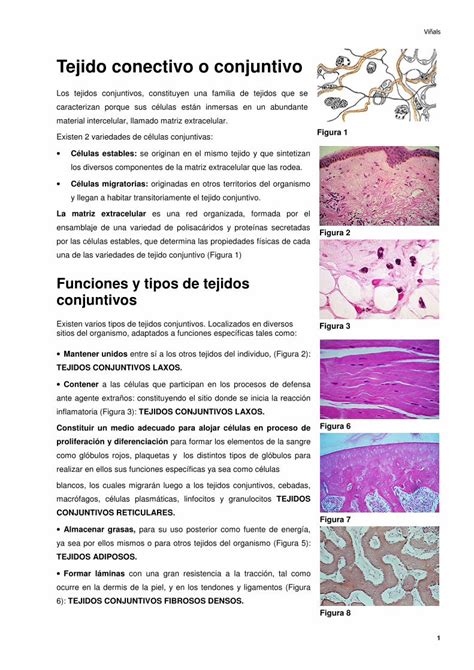 Pdf Tejido Conectivo O Conjuntivo Bio Edu Ciencia · Viñals 1 Tejido Conectivo O Conjuntivo