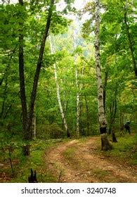 Footpath Goes Through Birch Grove Summer Stock Photo 2251626863