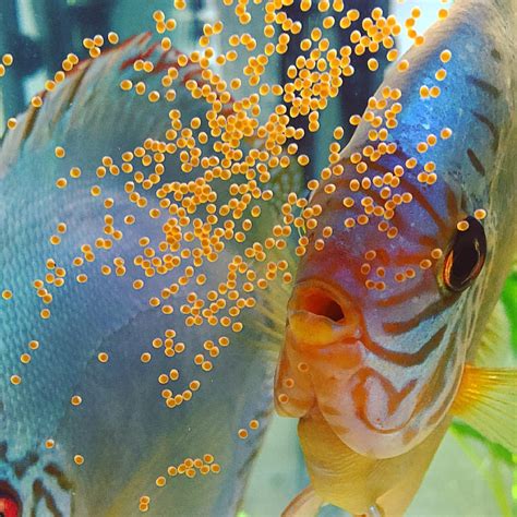 My Discus Just Laid Eggs Now What Discus