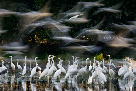 Wallpaper Nature Animals Birds Long Exposure Water Trees Flying