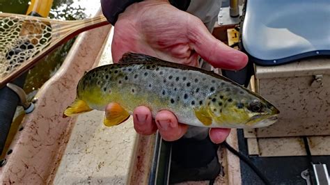 Michigan Fly Fishing Manistee River Youtube