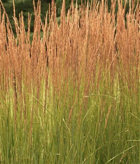 Calamagrostis Karl Foerster Plants For Spaces