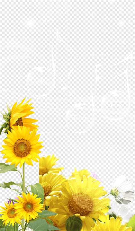 Yellow Sunflowers With Musical Notes Common Sunflower Sunshine