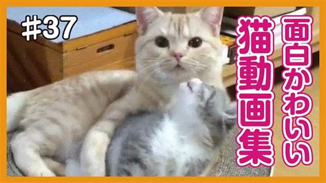 【面白猫動画】可愛くて癒される♪おもしろ猫動画集 37 Youtube