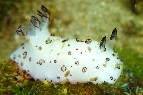 Interesting Facts About The Sea Bunny Slug