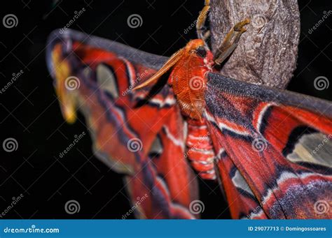 Atlas moth and cocoon stock image. Image of insect, large - 29077713