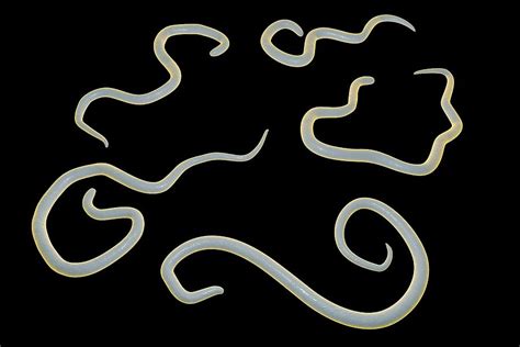 Dog Roundworm Photograph by Kateryna Kon/science Photo Library - Fine Art America