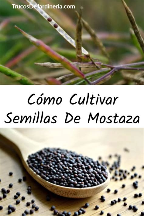 Como Cultivar Semillas De Mostaza Trucos De Jardineria