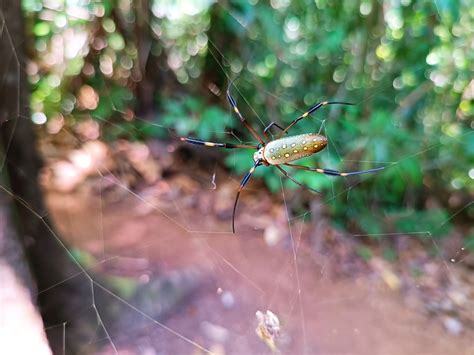 Golden Silk Spider From Sierpe Provincia De Puntarenas Osa Costa