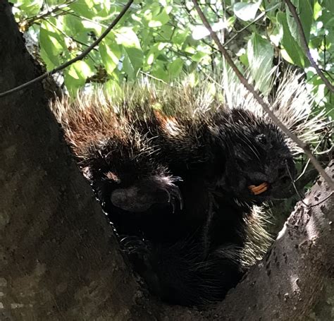 Porcupines: Living and Learning on Your Land - The Cibolo Center for ...