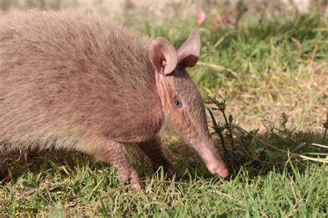 Hairy Long Nosed Armadillo Dasypus Pilosus INaturalist