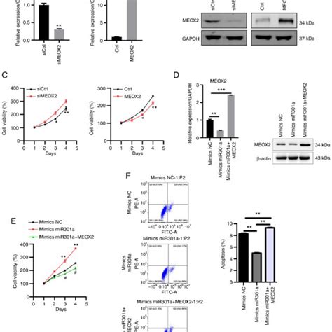 Meox Suppresses Mda Mb Cell Viability A Rt Qpcr And B Western