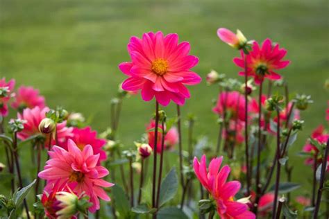 Quand Planter Les Dahlias En Les Cl S Pour R Ussir Votre