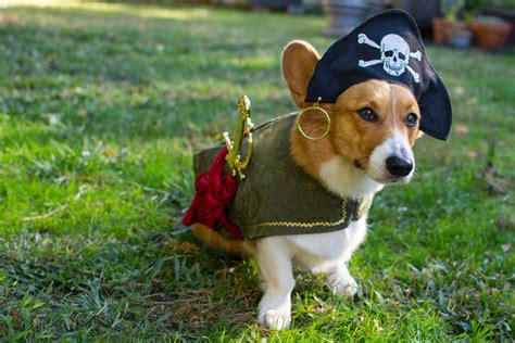 More #Corgis in Costumes: Get Your Halloween On! - The Daily Corgi