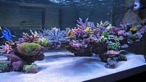 How To Make Live Rock For Saltwater Aquariums A Step By Step Guide