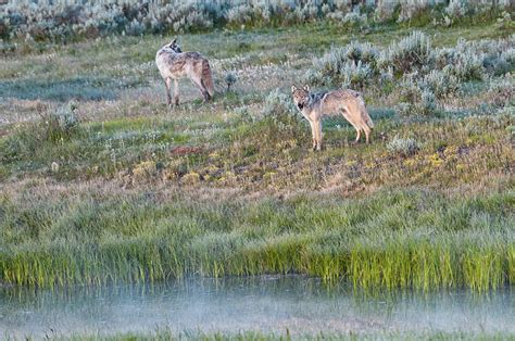 Wapiti Lake Wolf Pack In Yellowstone Np Photograph By Tibor Vari Pixels