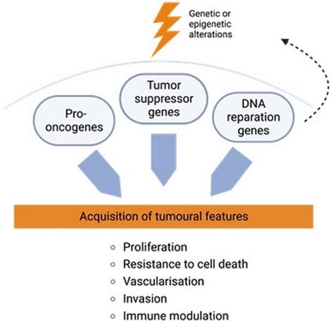 Schematic Representation Of The Tumoral Process The Tumoral Process Is