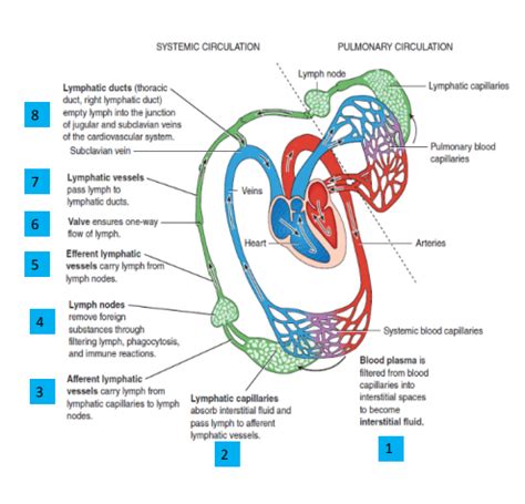 A P Lect Lab Exam 2 Flashcards Quizlet