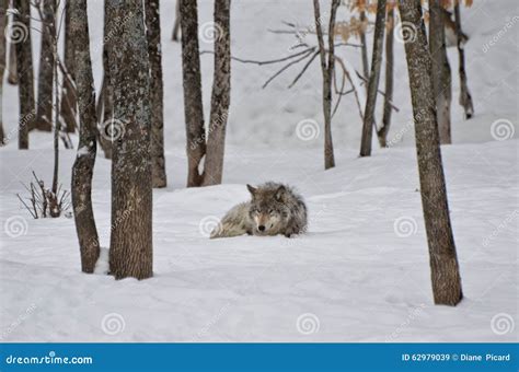 Timber Wolf Sleeping stock image. Image of gray, covered - 62979039