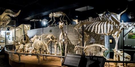 Photos Animal Skeletons Take Center Stage At I Drive 360 Museum