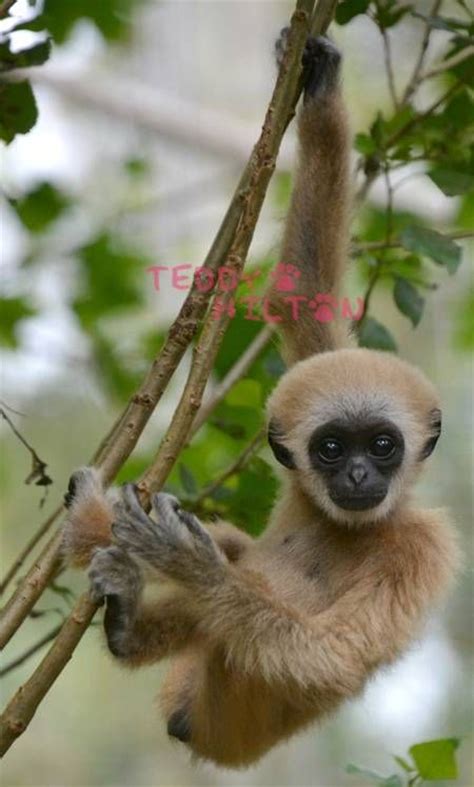 Gibbon Monkey Cuties Pinterest