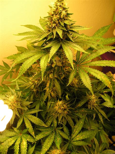 Swiss Cheese Nirvana Seeds Cannabis Strain Gallery