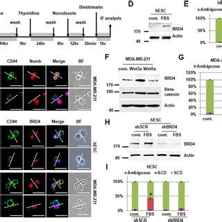 Pdf Epigenetic Regulation Of Asymmetric Cell Division By The Libr