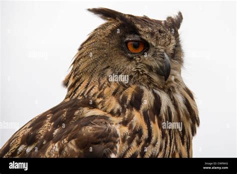 Side Profile Of Owl Hi Res Stock Photography And Images Alamy