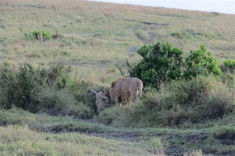 From Nairobi 3 Day Masai Mara Wildebeest Safari Trip Getyourguide