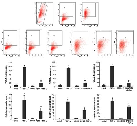 PDTC U0126 and SP600125 blocked TNFαinduced VCAM1 expression in