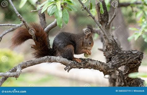 Squirrel Eating In The Park Of The Castillo De Gibralfaro In Malaga