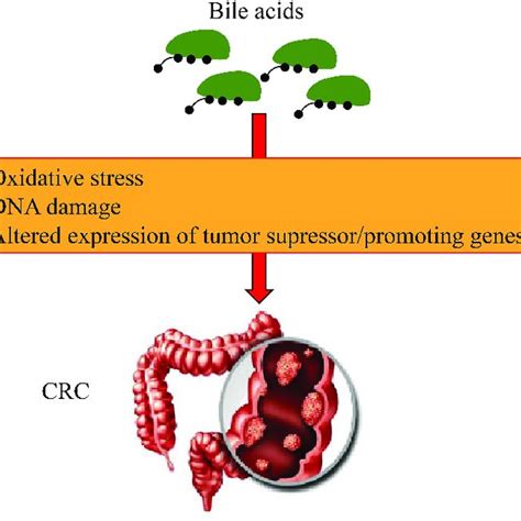 Mechanism of bile acids leading to the development of colorectal cancer... | Download Scientific ...