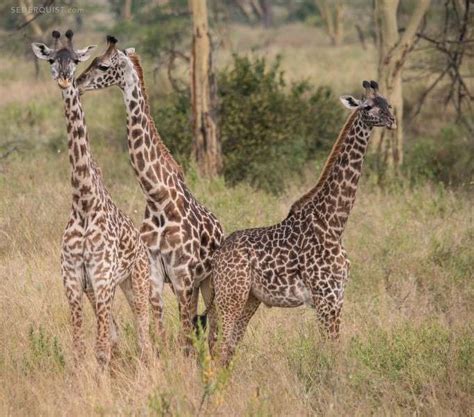 Three Giraffes Serengeti Tanzania Betty Sederquist Photography