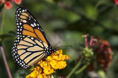 Monarch Butterfly on Orange Flowers Stock Photo - Image of monarch ...