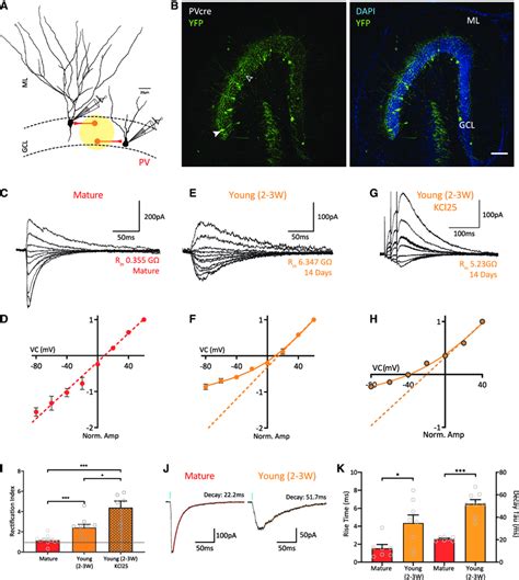 Pv Basket Cell Inputs Onto Young Granule Cells Gcs Are Nonlinear And