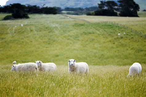 Historic Merino Wool Farm Earns Recognition Under Responsible Wool Standard