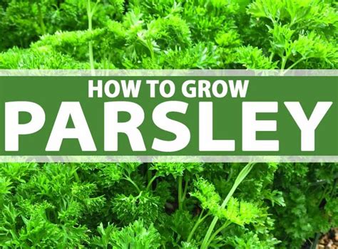 How To Grow Parsley Indoors Top Best Beginners Guide 2023