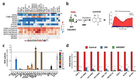 Nox Expression And Activity In Leukaemic Cell Lines A The Nox